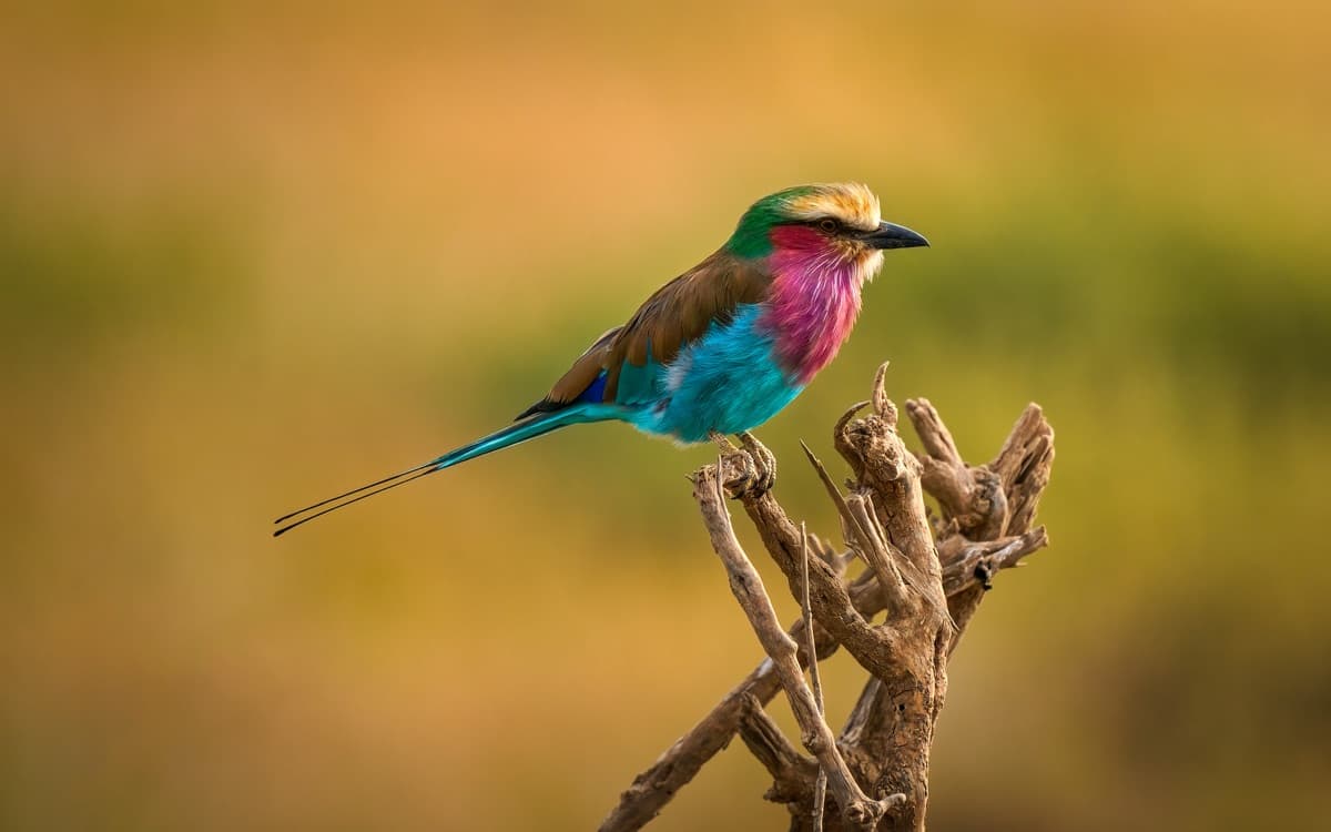 Lilac-breasted roller