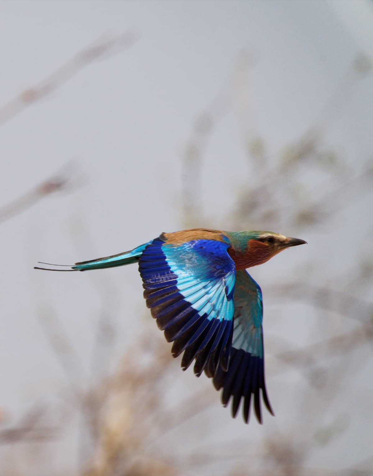 Lilac-breasted roller in flight