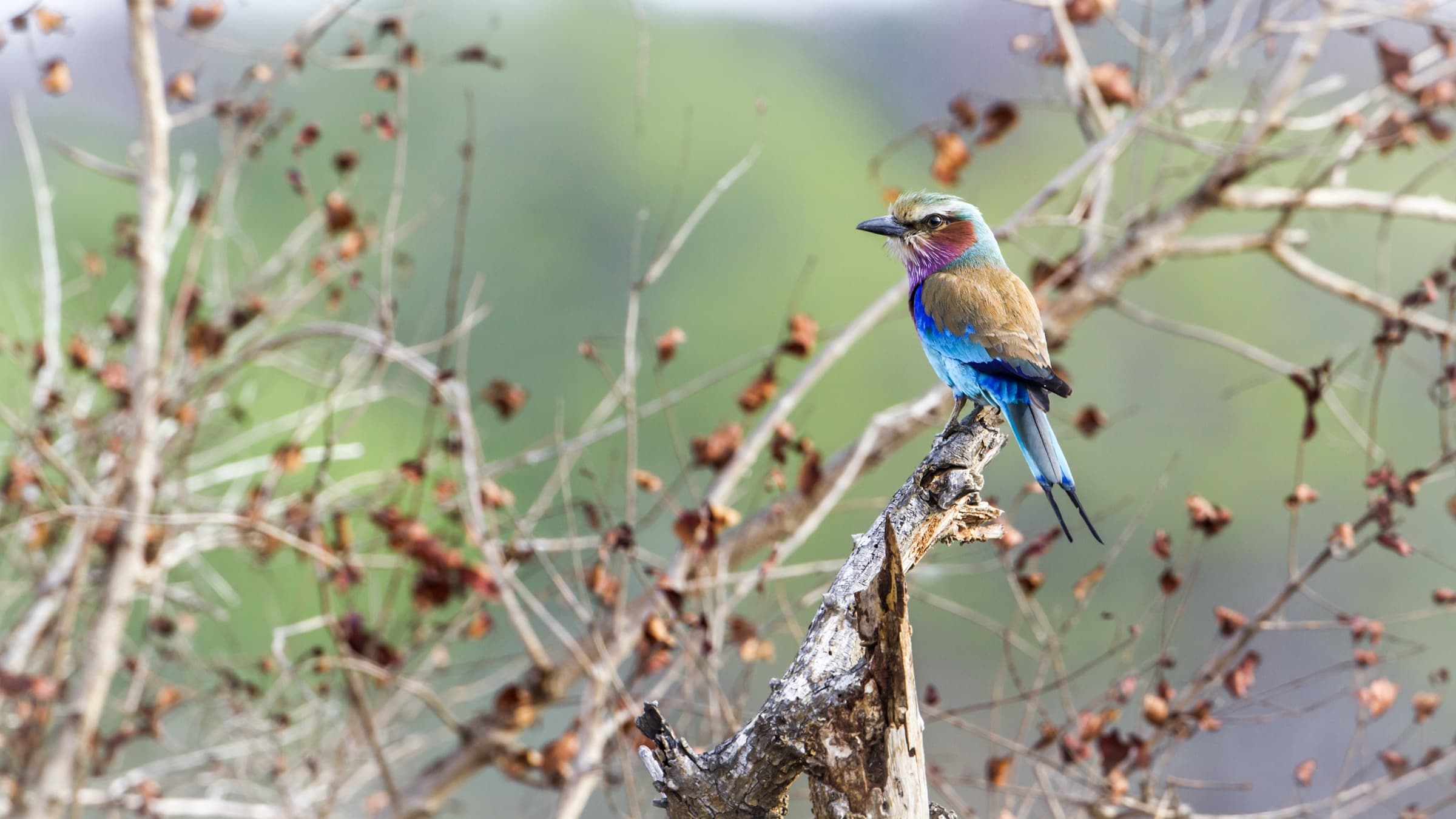 Lilac-breasted roller bird